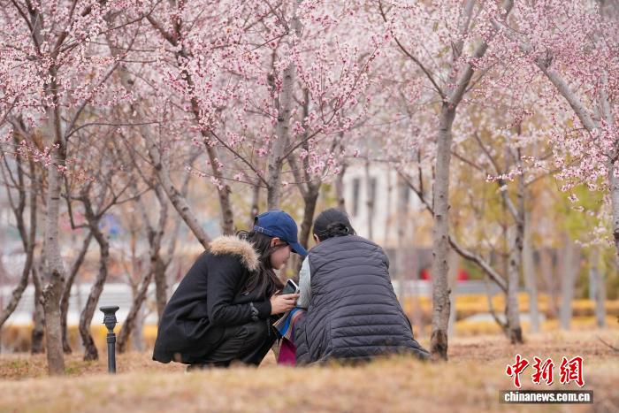 易七 27asia娛樂：雪域高原春意盎然 拉薩河畔繁花綻放