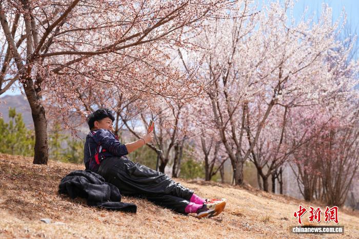 易七 27asia娛樂：雪域高原春意盎然 拉薩河畔繁花綻放